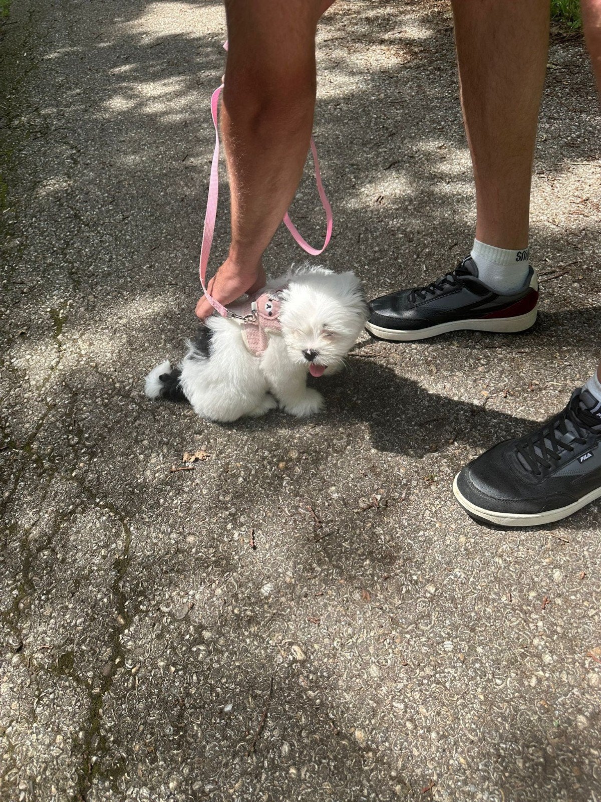 Pup 10 weken, Dieren en Toebehoren, 8 tot 15 weken, Teef, Eén hond, Nederland