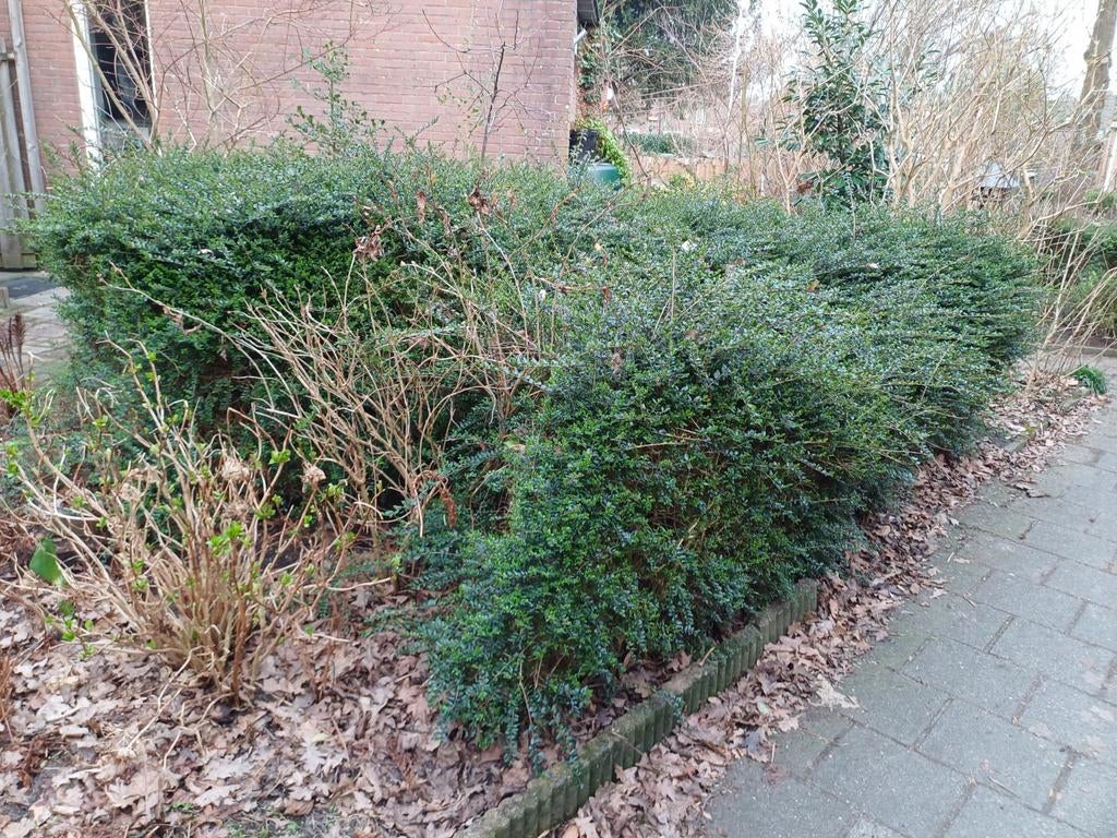 Gratis af te halen: wortel van lindeboom, struik? en heg, Ophalen