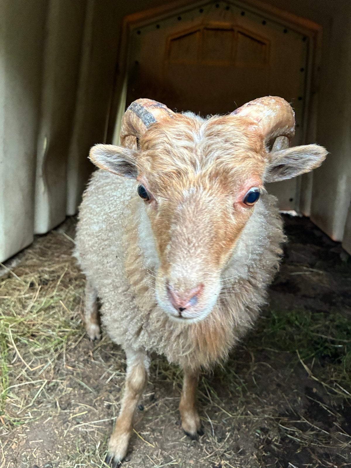 Ouessant /Quessant ram van maart 2026 (alleen UBN-houders), Dieren en Toebehoren, Mannelijk, Schaap, 0 tot 2 jaar