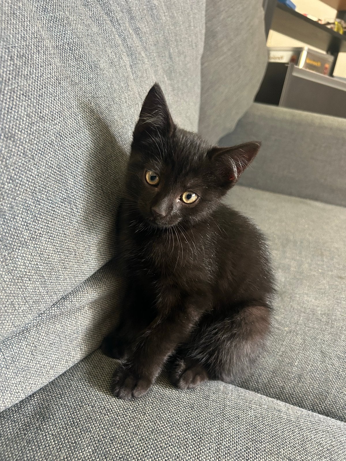 2 kittens zoeken een goed huisje, Meerdere dieren, Kortharig, 0 tot 2 jaar