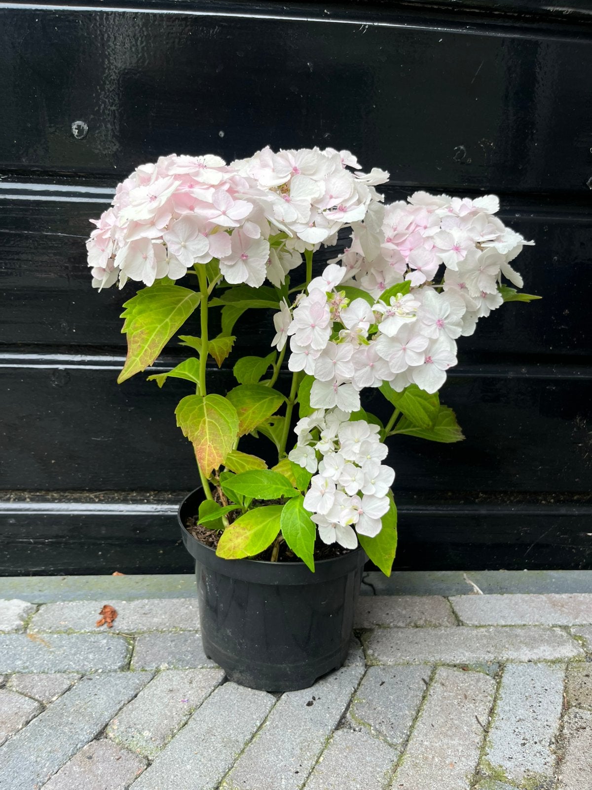 Witte hortensia, Tuin en Terras, Planten | Tuinplanten, Overige soorten, Vaste plant, Ophalen of Verzenden, Volledige schaduw