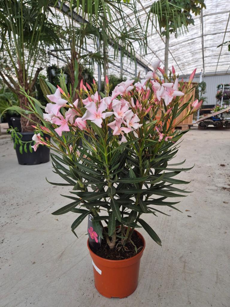 Nerium oleander, Ophalen of Verzenden, Vaste plant, Overige soorten, Volle zon