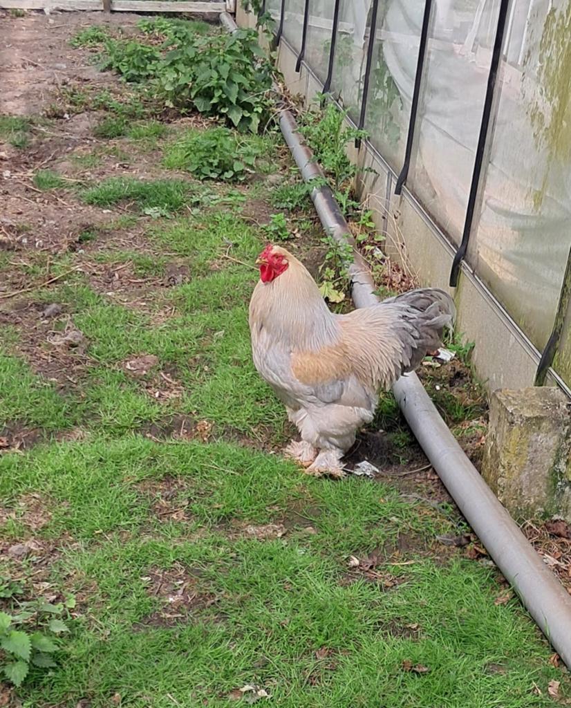 Brahma haan te koop, Mannelijk, Kip