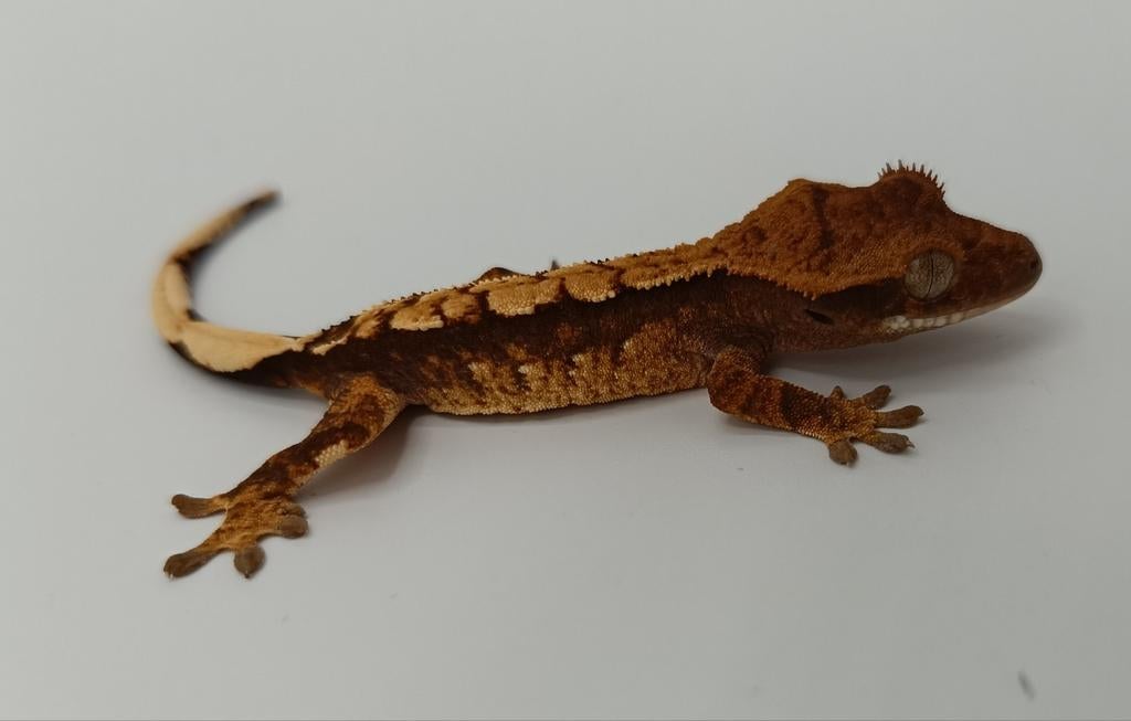 Wimpergekko nakweek 2025 harlequin, Dieren en Toebehoren, Hagedis, 0 tot 2 jaar