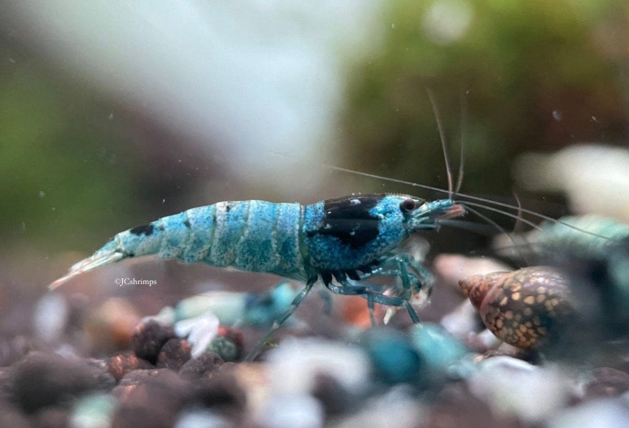 Blue Shadow Mosura | Caridina garnalen - garnaal, Kreeft, Krab of Garnaal, Zoetwatervis
