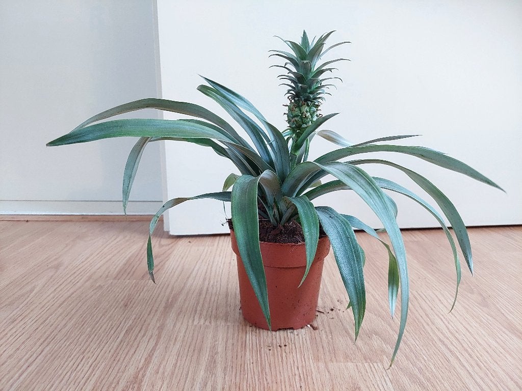 Ananas Comosus - Ananasplant / Anti-snurkplant H: 30 cm., Ophalen, Fruitplant, Halfschaduw, Minder dan 100 cm