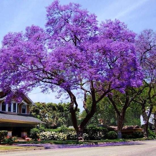 Paulownia tomentosa zaden , groeit zeer snel!, Ophalen of Verzenden