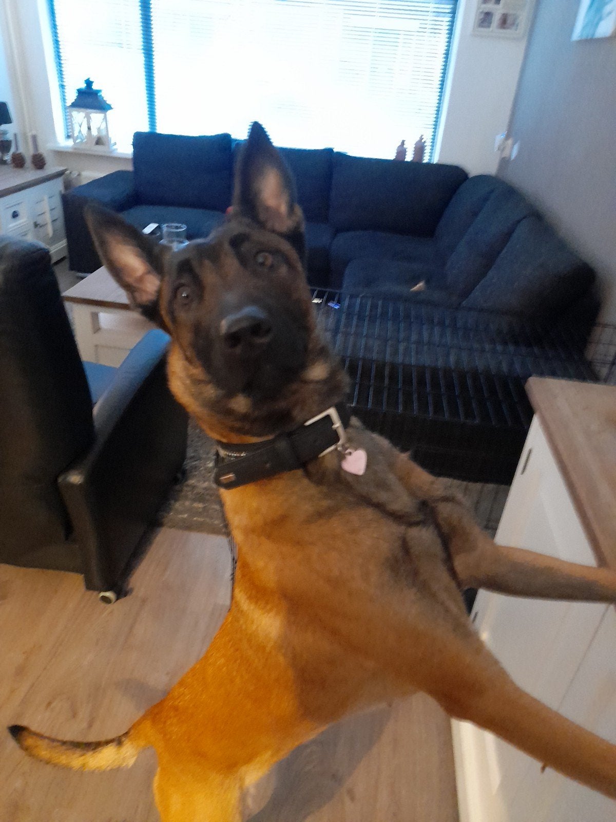 mechelse herder teefje 2 jaar SPOED!, Dieren en Toebehoren, 1 tot 2 jaar, Teef, Eén hond, Herder
