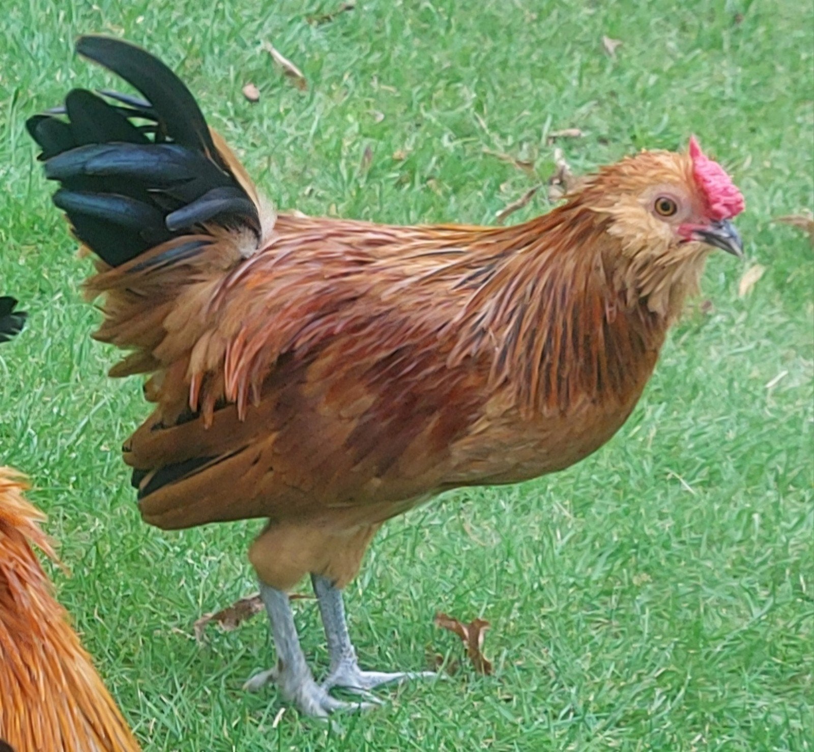 Hele lieve handtamme Watermaalse Baardkriel haan, Dieren en Toebehoren, Mannelijk