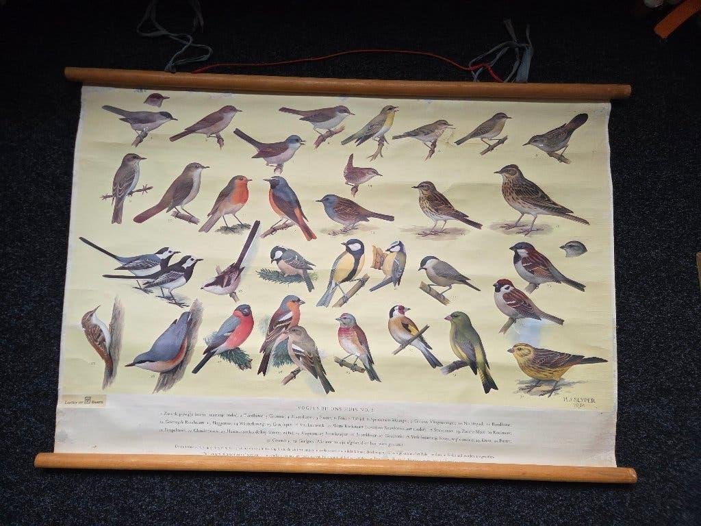 Vintage Schoolplaat vogels bij ons huis no 2 H.J.Slyper 1961, Ophalen of Verzenden, Natuur en Biologie