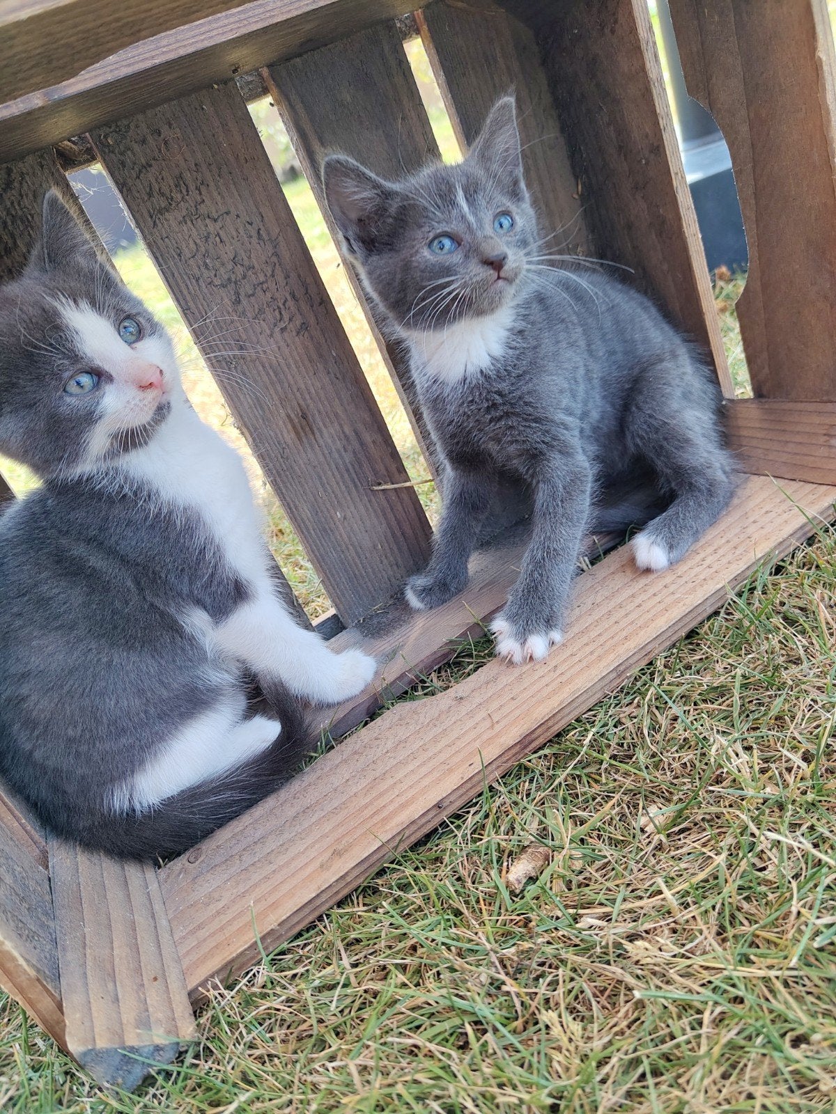 Mooie en lieve boerderij kittens