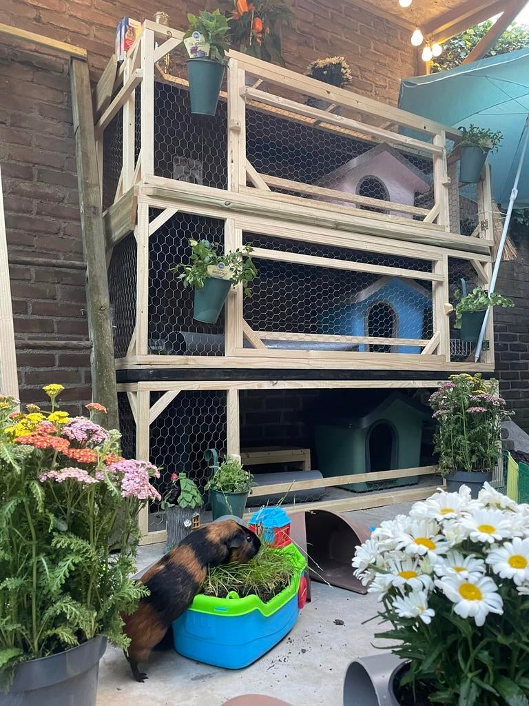 Cavia oppas aangeboden!, Dieren en Toebehoren, Knaagdieren, Geslacht onbekend, Cavia, Augustus, Tam