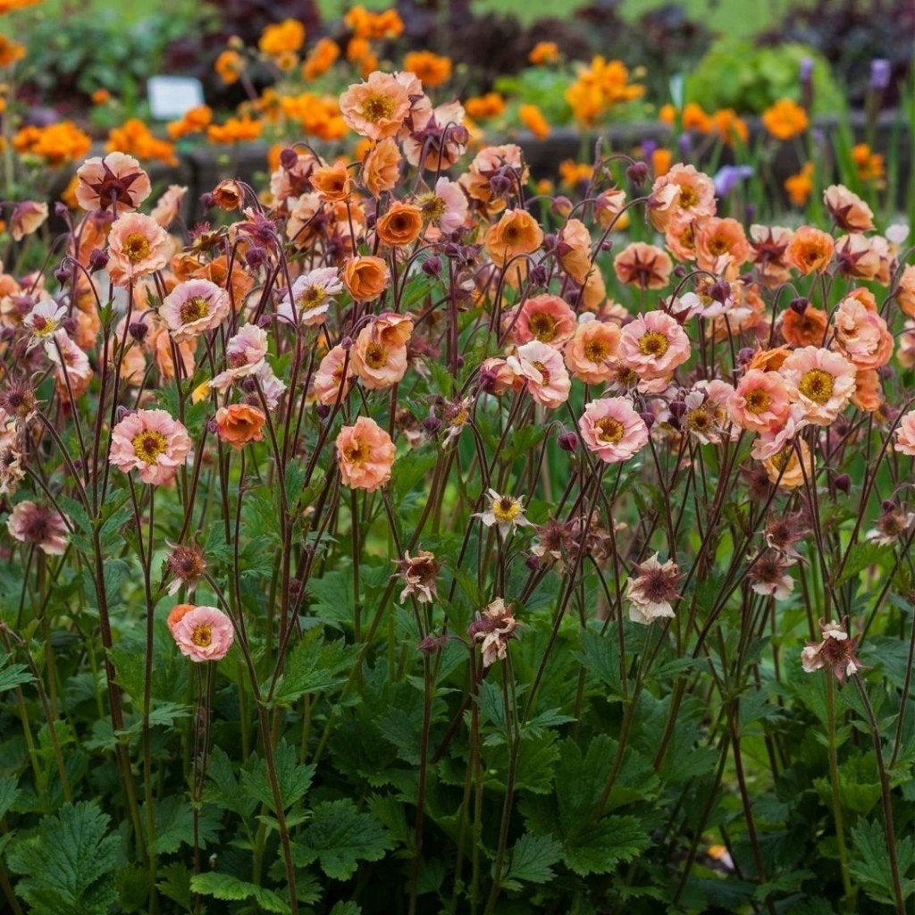 Zaden Geum Mai Tai, Tuin en Terras, Ophalen of Verzenden, Volle zon