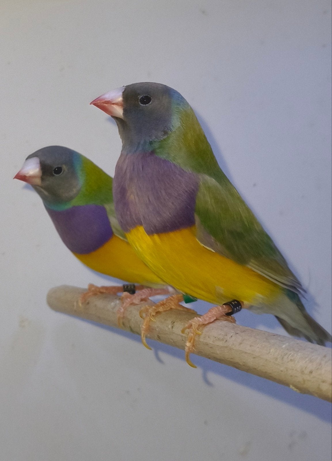 Gouldamadines, Dieren en Toebehoren, Meerdere dieren, Geringd