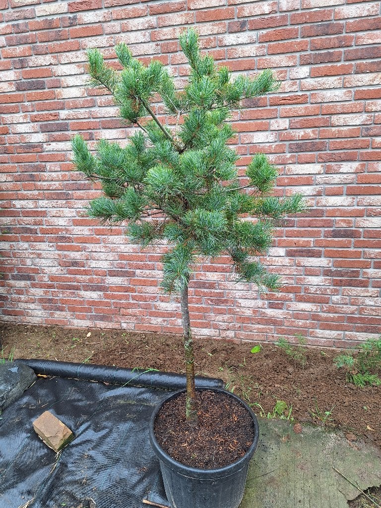 pinus parviflora, Tuin en Terras, Planten | Bomen, Overige soorten, Lente, Minder dan 100 cm, Ophalen