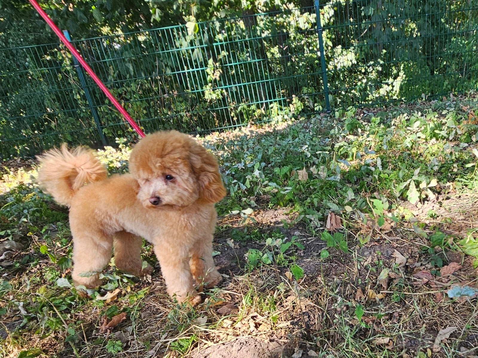 Toy poedel reutje met FCI stamboom, Poedel, Parvo, 15 weken tot 1 jaar, Reu