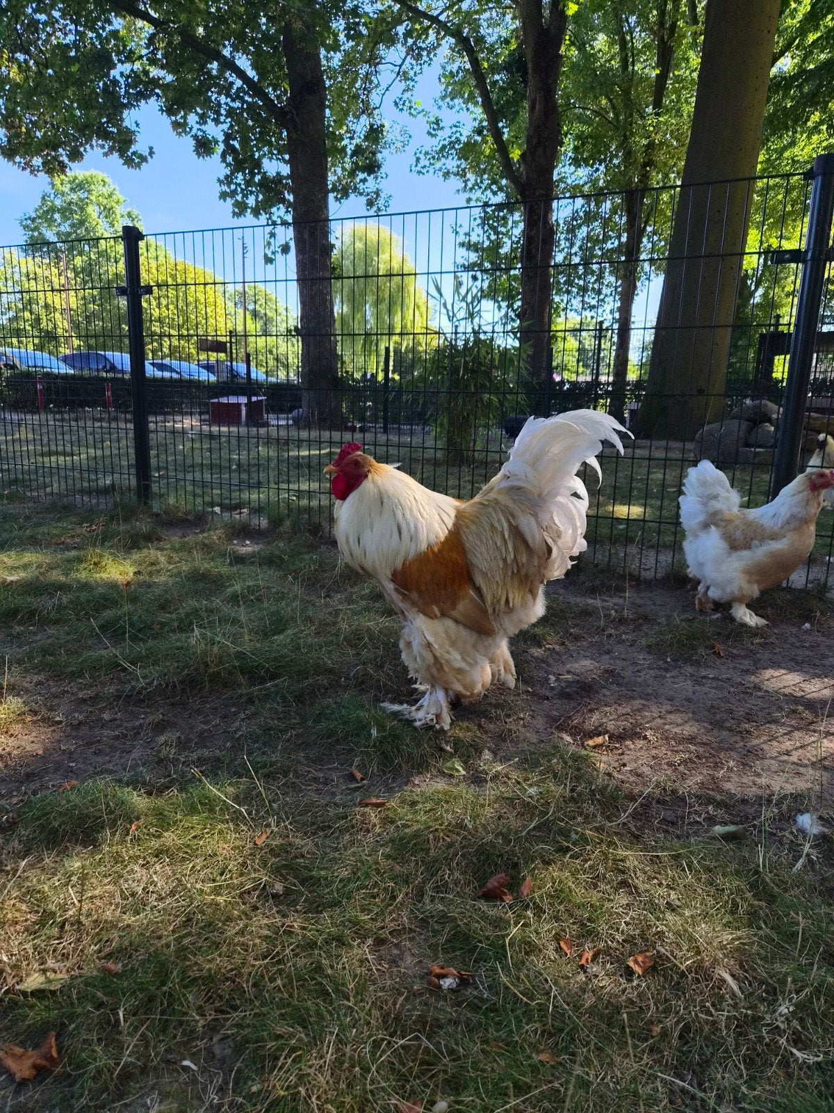 Volwassen Brahma lemon pyle, Dieren en Toebehoren, Pluimvee, Vrouwelijk, Kip