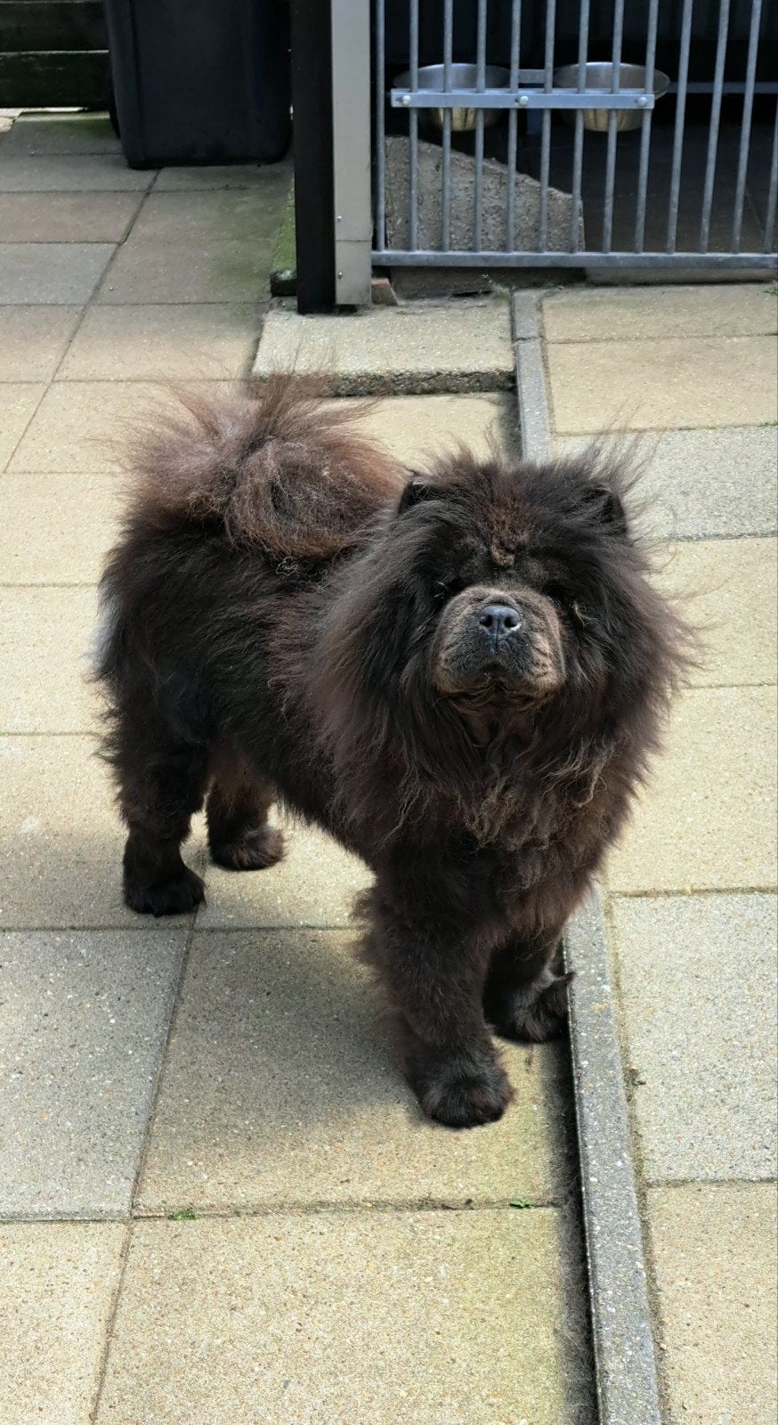 chow chow teef, Overige rassen, 1 tot 2 jaar, Teef, Eén hond