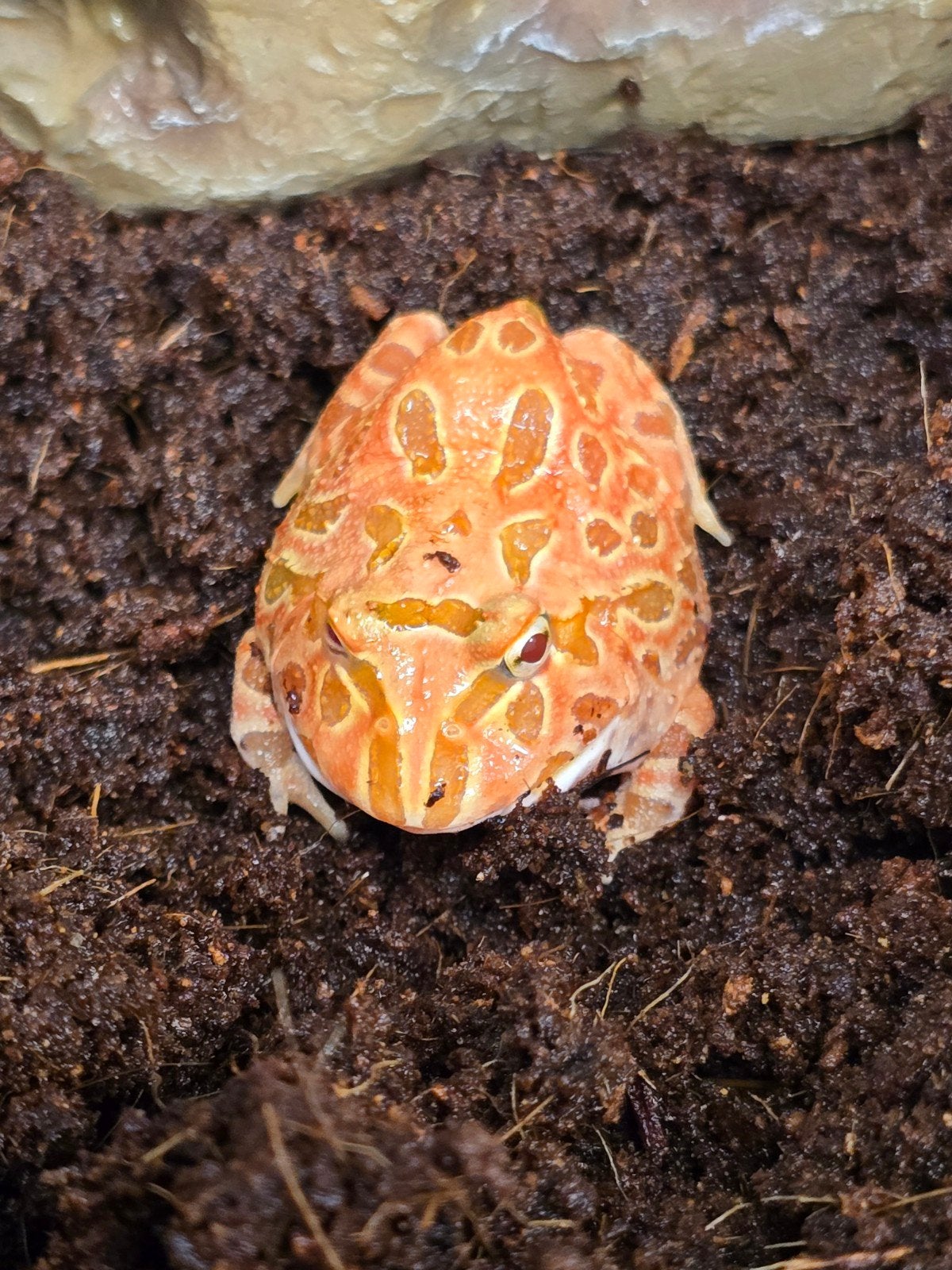 Prachtige hoornkikkers (Ceratophrys cranwelli) rood, Dieren en Toebehoren, 0 tot 2 jaar