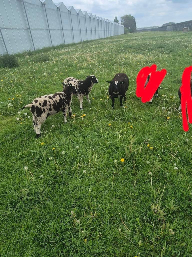 Mooie ooilammeren, Vrouwelijk, Schaap, 0 tot 2 jaar