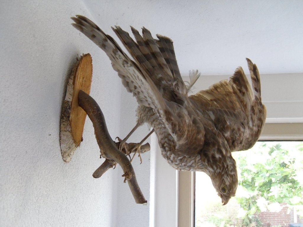 opgezette vogels goudfazant, buizerd en sperwer, Ophalen, Gebruikt, Vogel, Opgezet dier