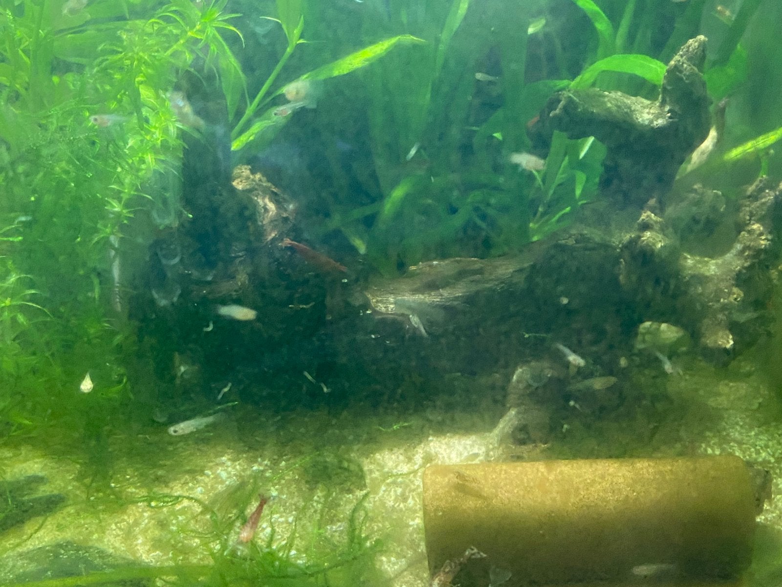 Jonge guppen, Dieren en Toebehoren, Vissen | Aquariumvissen, Vis