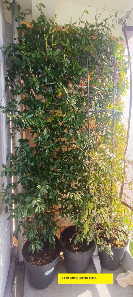 Toscaanse jasmijn, star jasmine (available until May 10th), Ophalen, Overige soorten, Volle zon