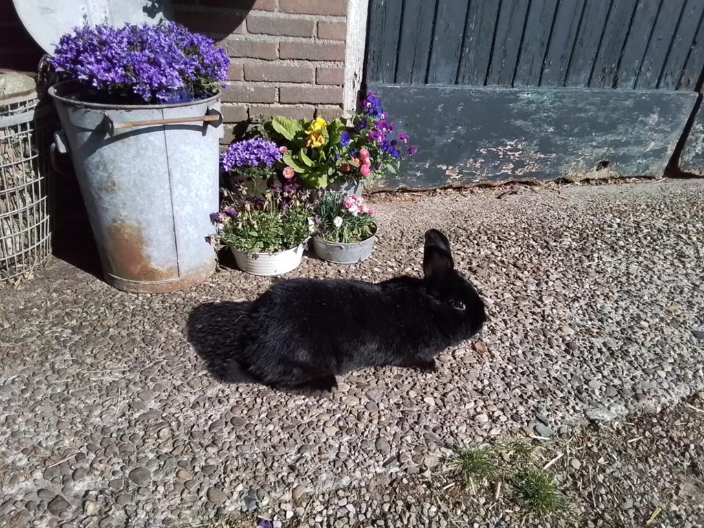 te koop zwarte nieuwzeelander  eenzeldzaam ras, Vrouwelijk, Groot, 0 tot 2 jaar