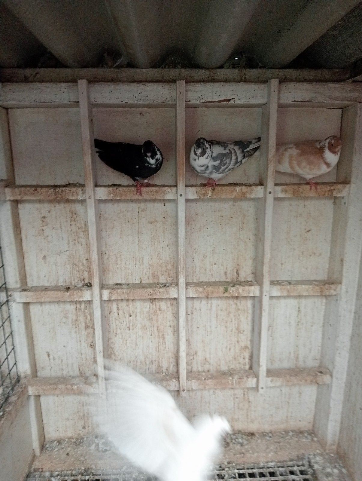 kumrus!, Meerdere dieren, Overige soorten