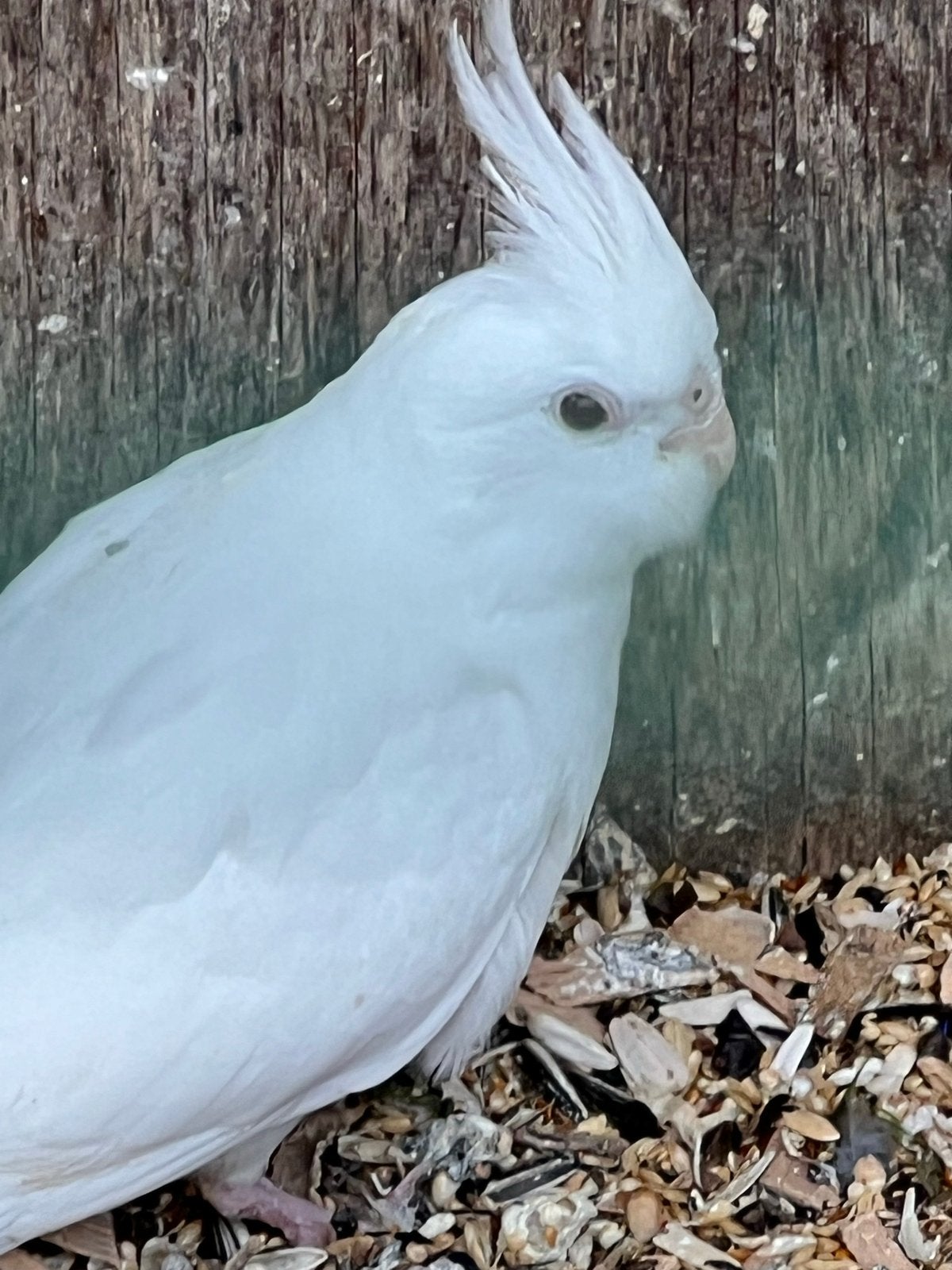 Valkparkiet, Dieren en Toebehoren, Geslacht onbekend