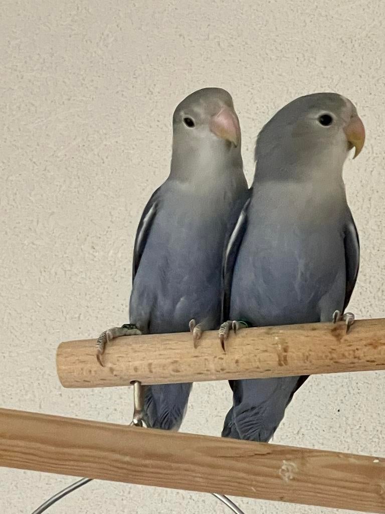 Prachtige Lieve Hand Tamme Gezonde Agapornis Dwergpapegaai, Meerdere dieren, Dwergpapegaai of Agapornis, Geringd