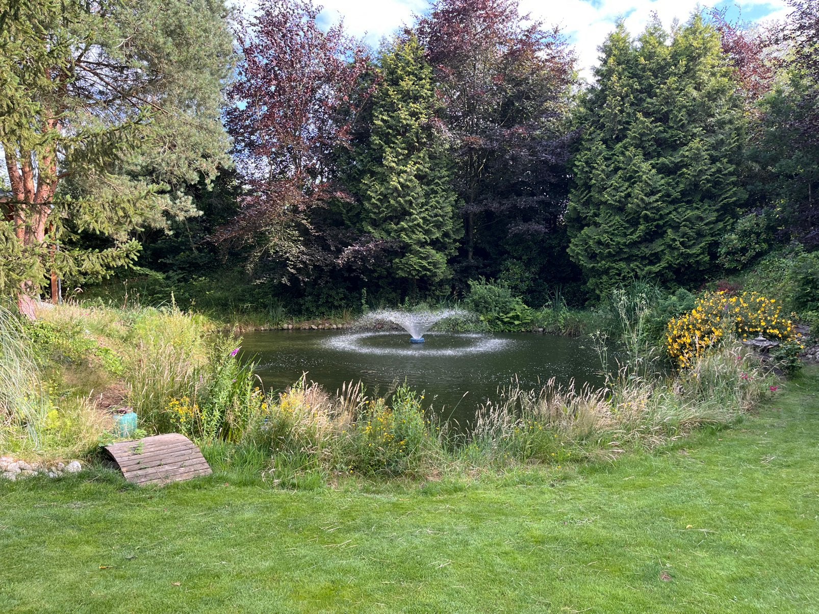 koi karpers gevraagd die een tweede huisje nodig hebben, Dieren en Toebehoren, Vissen | Vijvervissen, Karper of Koi