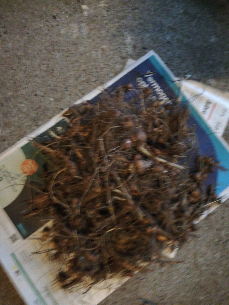 Crocosmia luciplant bollen, Ophalen, Volle zon