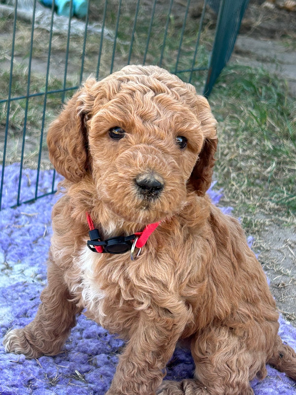 Prachtige australian labradoodle, Parvo, Overige rassen, 8 tot 15 weken, Meerdere