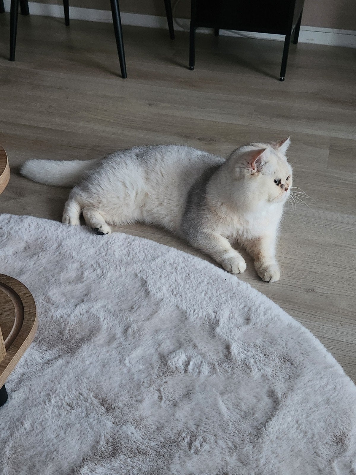 Britse korthaar >informatie belangrijk, Dieren en Toebehoren, Katten en Kittens | Overige Katten, Kater, 0 tot 2 jaar