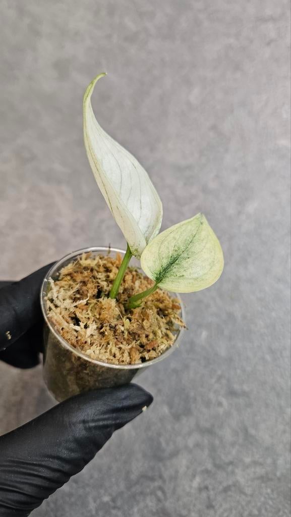 Scindapsus Mayari Mint, Ophalen of Verzenden, Halfschaduw, Minder dan 100 cm