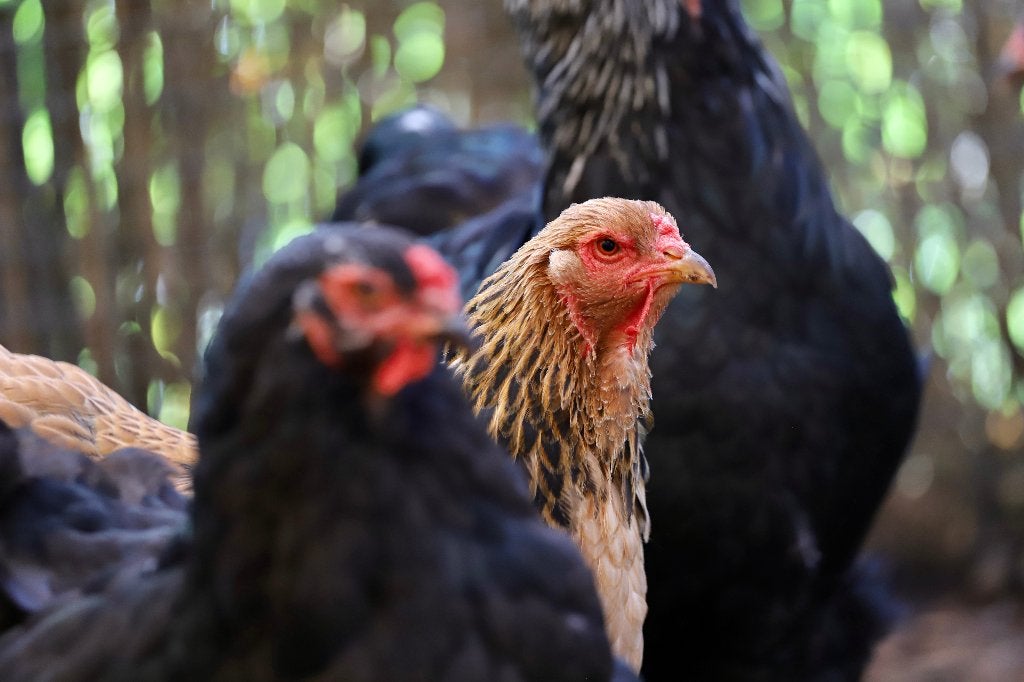 Brahma groot | Tamme grote kippen | Passend advies