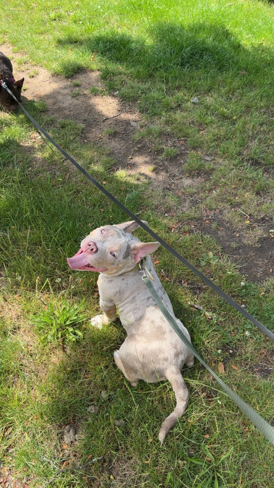 American bully pocket reu, Dieren en Toebehoren, 15 weken tot 1 jaar, CDV (hondenziekte), Eén hond, Nederland