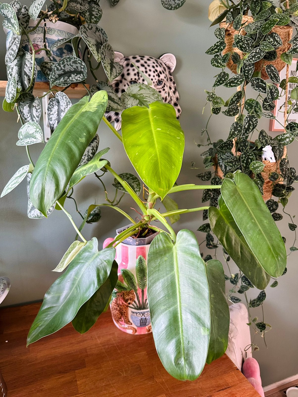 Philodendron jose bueno, Ophalen, Halfschaduw, Minder dan 100 cm