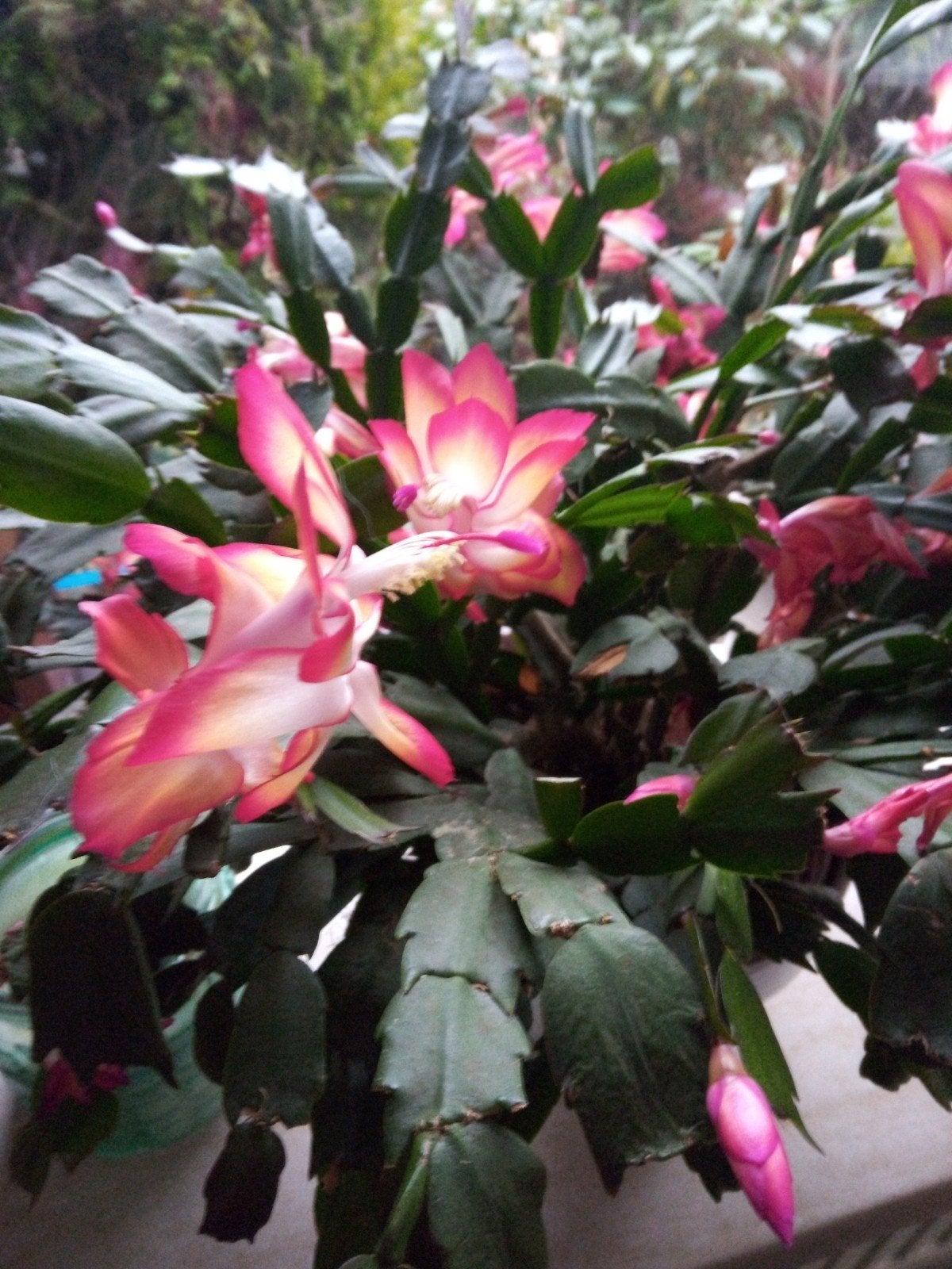 Unieke Lidcactus Schlumbergera met bloemen  wit/roze, Huis en Inrichting, Ophalen, Halfschaduw, Minder dan 100 cm, Bloeiende kamerplant