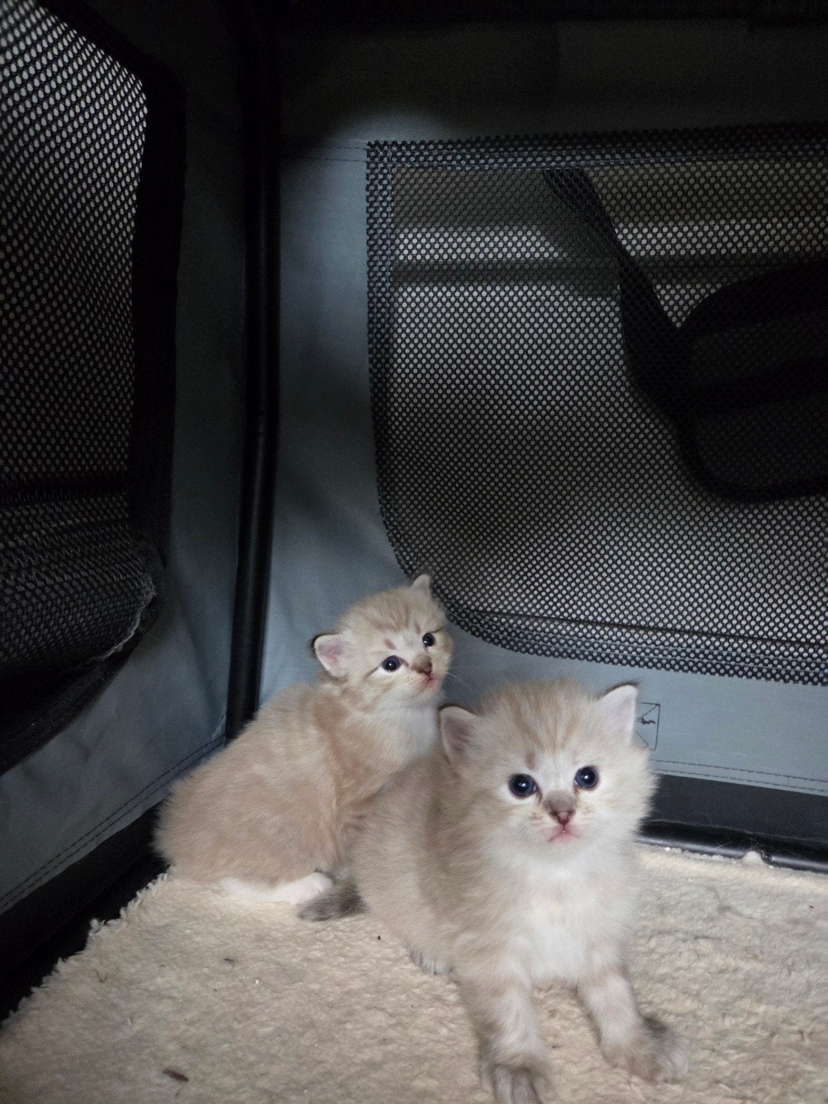 Siberische Kittens, Met stamboom