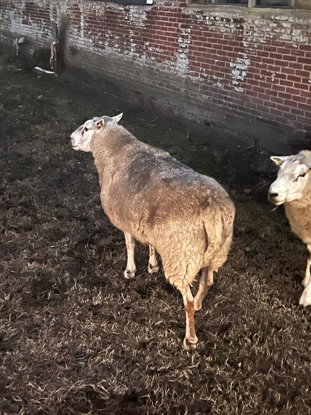 Noord Hollander ram, Dieren en Toebehoren, Mannelijk, Schaap, 3 tot 5 jaar