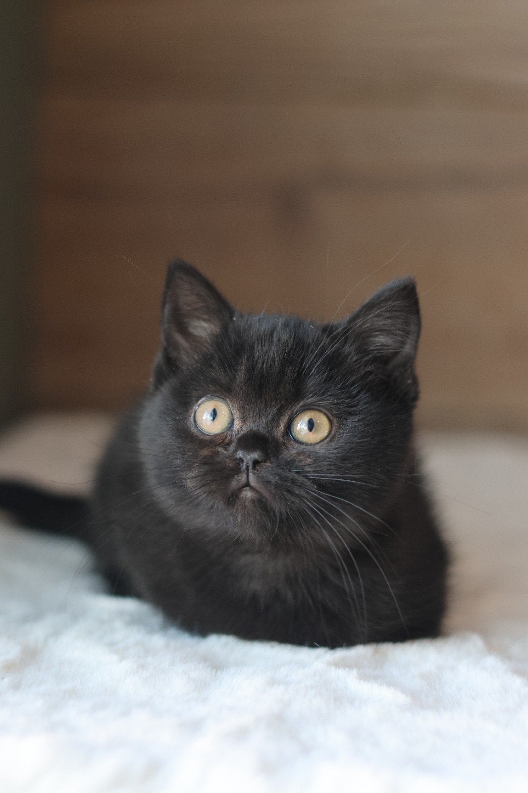 Brits/Britse Korthaar kittens met stamboom/ mogen gelijk mee, Meerdere dieren, Met stamboom