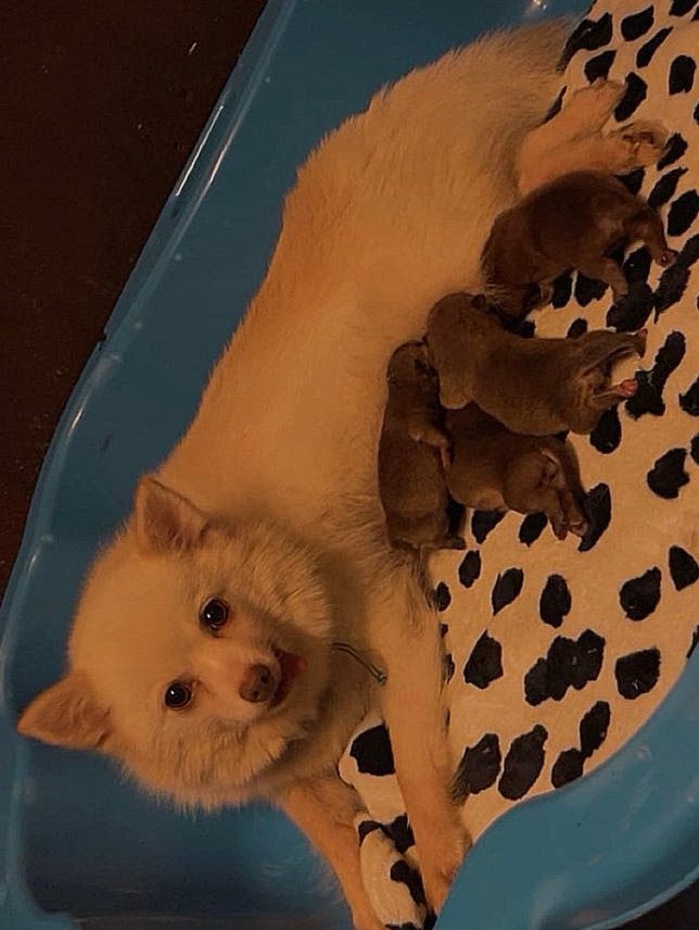 (New) franse bulldog pups, 8 tot 15 weken, Parvo, Bulldog, Meerdere