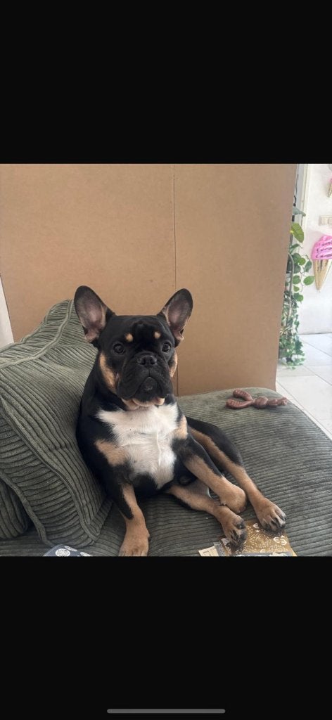 Fransebulldog reu, Dieren en Toebehoren, Reu, 1 tot 2 jaar, Parvo, Bulldog