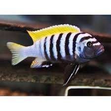 Cynotilapia afra jalo - Koidream Valburg