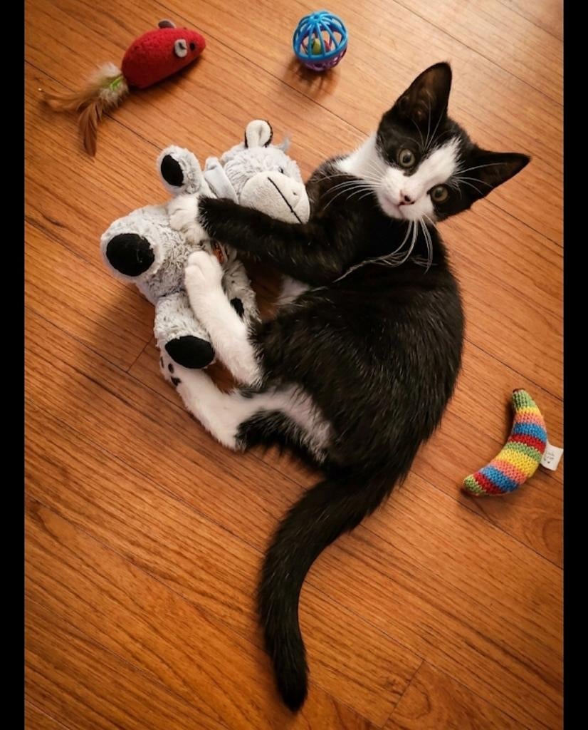 Kitten, Dieren en Toebehoren, Katten en Kittens | Overige Katten, Kater