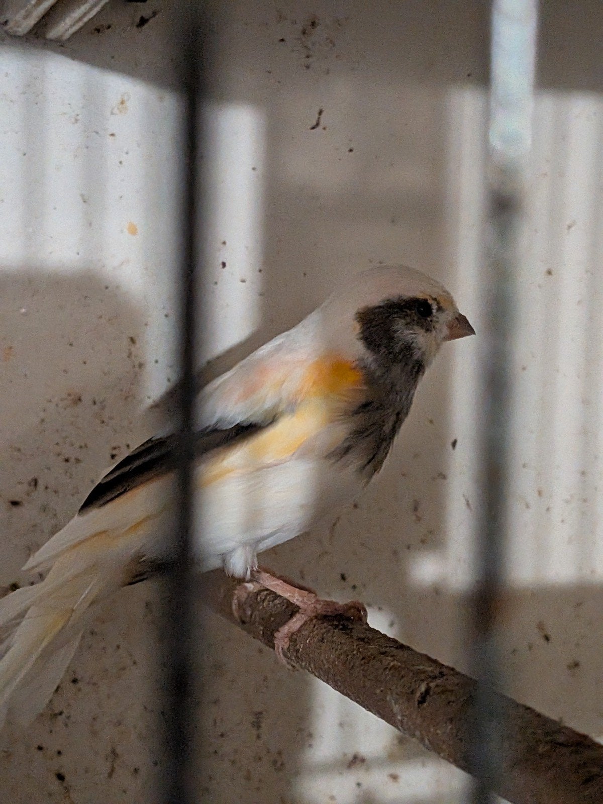 Harlekijn pop, Dieren en Toebehoren, Vogels | Kanaries, Vrouwelijk