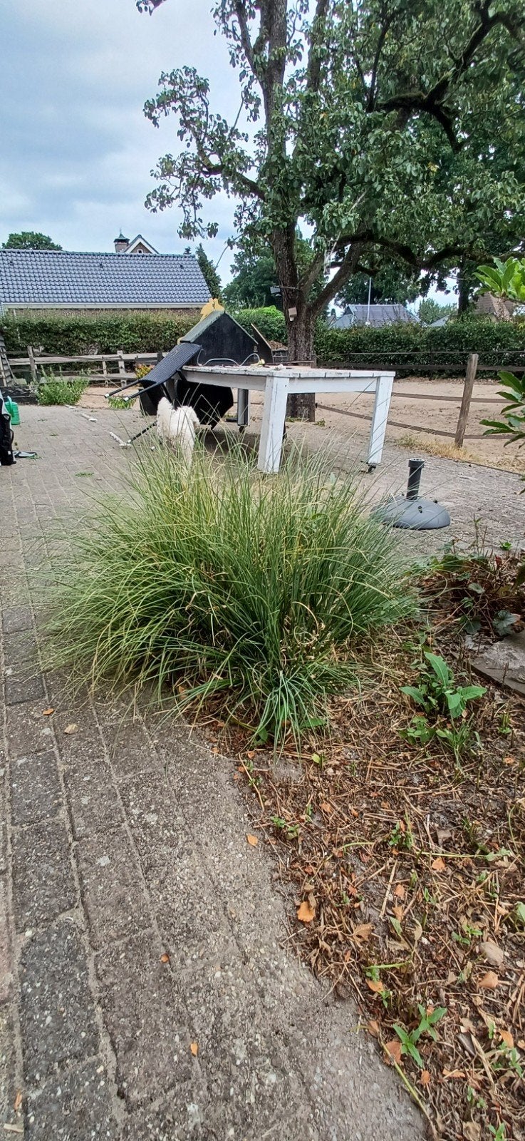 Grote siergras plant voor tuin of terras, Ophalen, Siergrassen, Volle zon