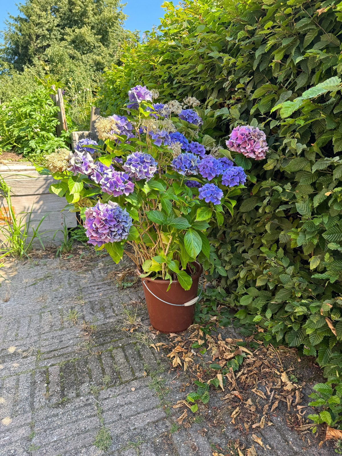 Hortensia blauw, Ophalen of Verzenden, Overige soorten, Halfschaduw